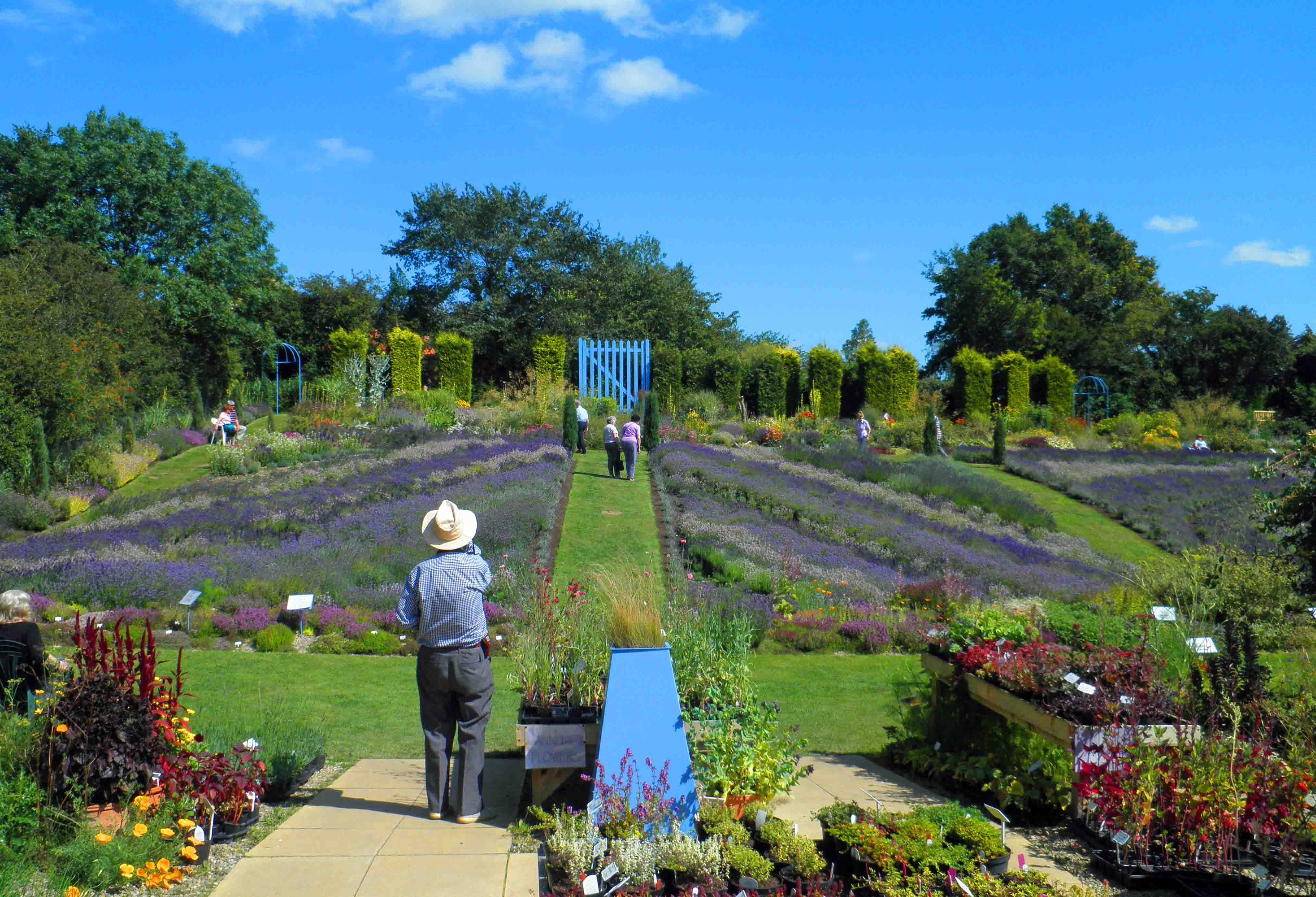 Yorkshire Lavender Farm York Meadows